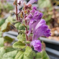 Scutellaria indica parvifolia